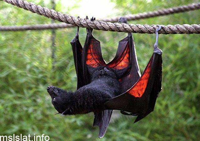 Photo of الخفافيش تطير وتحلق بالنهار نعم ام لا