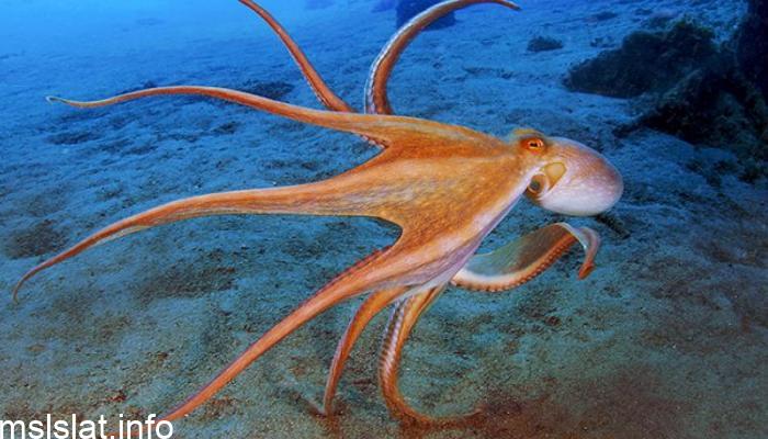 Photo of جمع اخطبوط كلمات متقاطعة 5 حروف