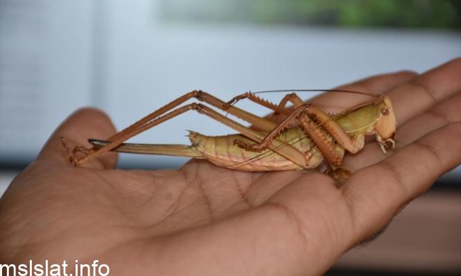 Photo of حل لغز حيوان لا يذبح ولا يسلخ ولا يسيل منه دم ونأكله