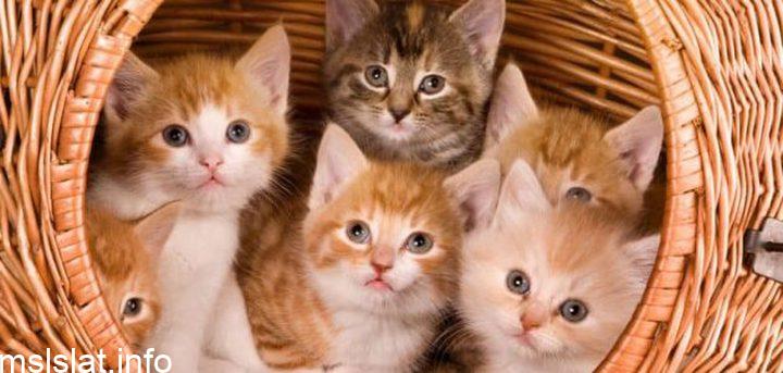 Photo of كم عدد أسنان القط