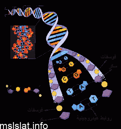 Photo of ما هي القاعدة التي توجد في RNA ولا توجد في DNA