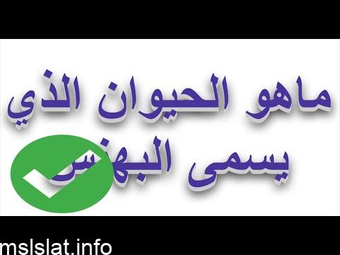 Photo of ما هو الحيوان الذي يسمى البهنس من 3 حروف