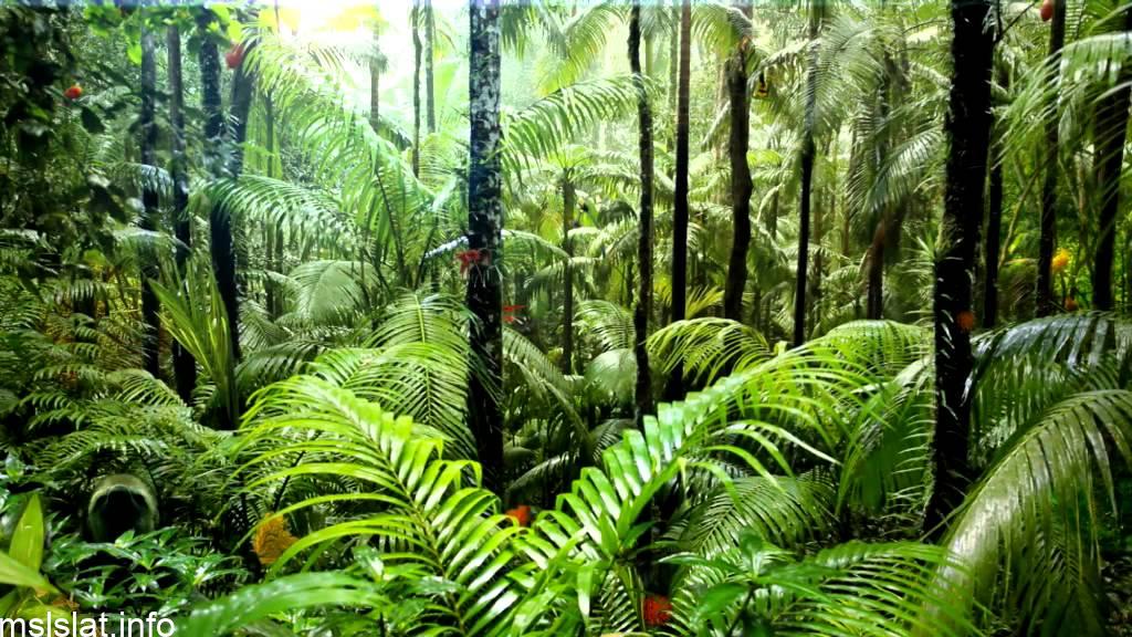 Photo of لماذا تعد النباتات الرائدة مهمة في البيئات غير المستقرة