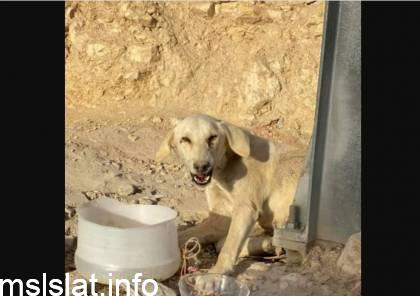 القبض على مغتصب كلب