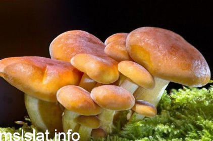 Photo of اي مما يلي لا يعد من طرائق حصول الفطريات على الغذاء