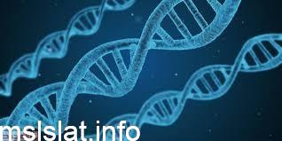 Photo of عدد السلاسل في حمض dna