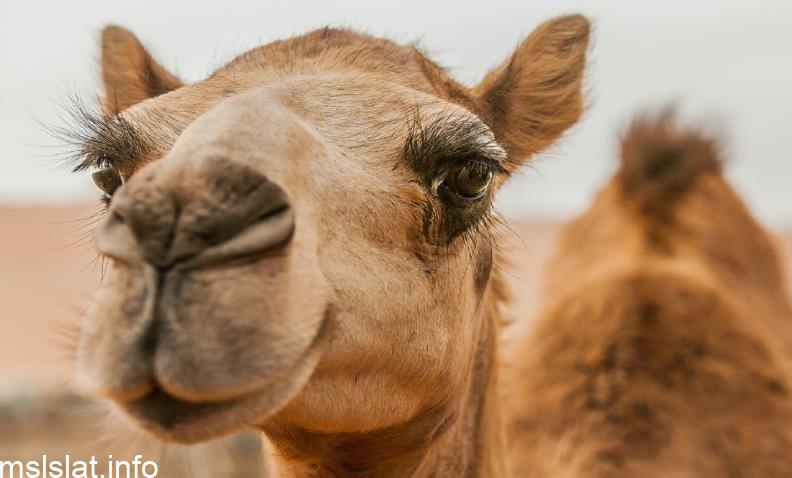 Photo of اين الجمل في هذه الصوره الحل