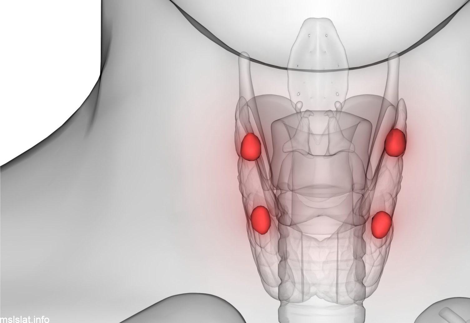 Photo of من خصائص الغدد جارات الدرقية