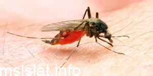 Photo of يسبب الملاريا للإنسان وينتقل بواسطة أنثى بعوضة الإنفلس ؟