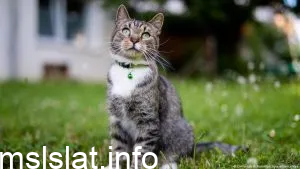 Photo of أحلى أسماء قطط بنات أجنبية 2023 قائمة جديدة محدثة