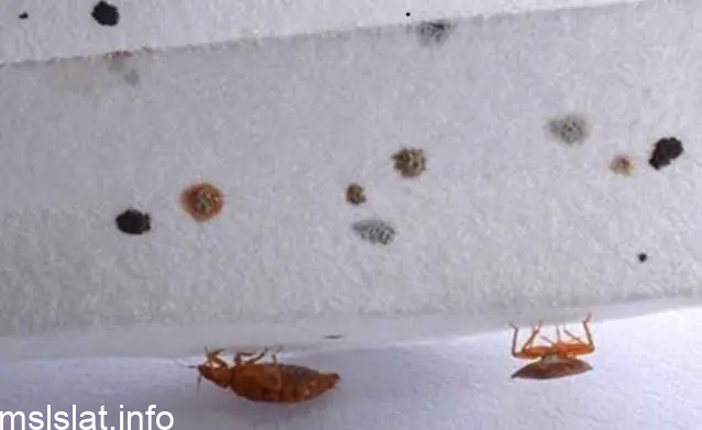 Photo of هل ذكر البق في القرآن