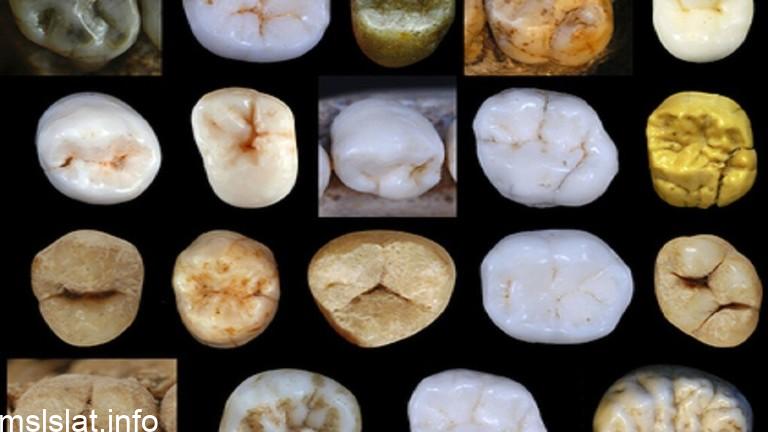 Photo of دحض النظرية الشائعة لتطور الإنسان