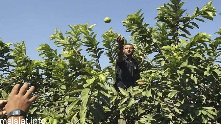 Photo of الاتحاد الأوروبي يوافق على عدم فرض فحوصات إضافية على الجوافة المصرية