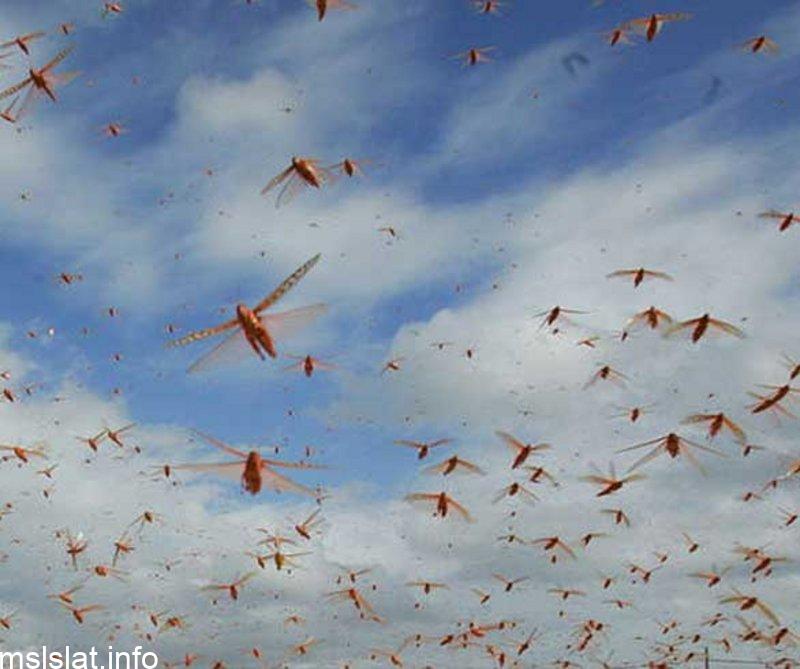Photo of “الفاو”: آفة الجراد غير المسبوقة تجتاح شرق إفريقيا وتهدد الأمن الغذائي للملايين