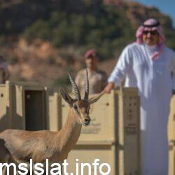 اطلاق الغزلان في عسير